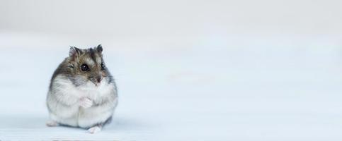 en liten hamster sitter på en vit bakgrund. baner foto