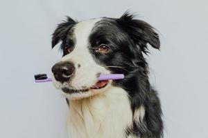 söt smart rolig hundvalp border collie håller tandborste i munnen isolerad på vit bakgrund. munhygien hos husdjur. veterinärmedicin, hund tänder hälso-och sjukvård banner. foto