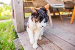 arrogant korthårig inhemsk skön tabby katt Sammanträde på trä- golv bakgrund foto