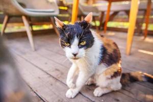 arrogant korthårig inhemsk skön tabby katt Sammanträde på trä- golv bakgrund foto