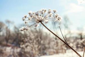 frostig gräs i snöig skog, kall väder i solig morgon. lugn vinter- natur i solljus. inspirera naturlig vinter- trädgård, parkera. fredlig Häftigt ekologi landskap bakgrund. foto