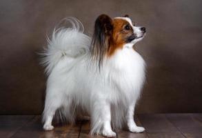 studio skott av ett förtjusande papillon hund på en mörk bakgrund foto