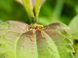 klorofor annularis longicorn tiger bambu eller bambu borr är en arter av skalbagge i de familj cerambycidae, på grön löv bakgrund fläck foto