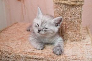 skön brittiskt grå vit kattunge liggande på katt hus och leende foto
