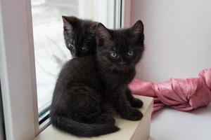 två söt svart kattunge Sammanträde på en låda på de fönsterkarm foto