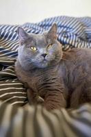 söt grå brittiskt kort hår katt lögner i säng. rolig sällskapsdjur fast ner bekvämt till sömn foto