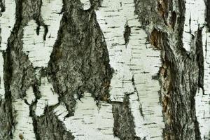 björk bark textur naturlig bakgrund papper närbild foto