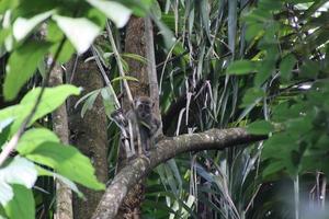 lång tailed makak på en träd foto