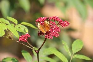 rustik fjäril i en trädgård foto