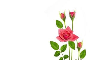 fem rosor på en vit bakgrund. blommig bakgrund foto