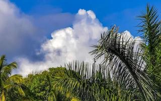 tropisk naturlig handflatan träd kokosnötter blå himmel i Mexiko. foto