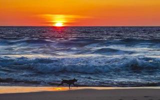 hundar löpning lyckligt i främre av de solnedgång strand Mexiko. foto
