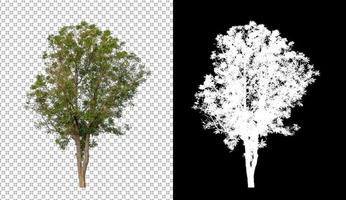 träd isolerat på transparent bakgrund med klippning väg och alfa kanal foto