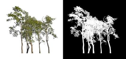 träd isolerat på vit bakgrund med skära väg och alfa kanal foto