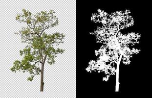 träd isolerat på transparent bakgrund med klippning väg och alfa kanal foto
