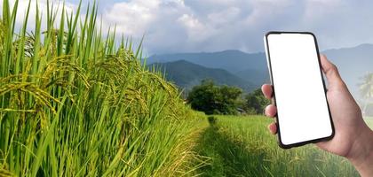 smart mobil telefon som har tom pekskärm innehav i hand av ris jordbrukare, begrepp för använder sig av smartphone med uppkopplad ris eller gröda växande och ris handel information kontroll. foto