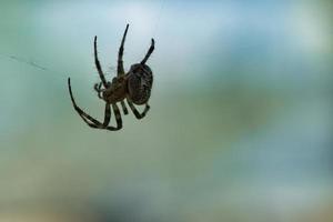 korsa Spindel krypande på en Spindel tråd. suddig. en användbar jägare bland insekter foto