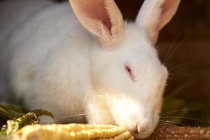 vit gammal kanin äter öra av majs, närbild foto