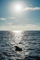 delfin silhuett simning i hav foto