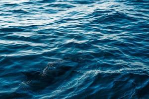 stänga upp delfin under vattnet i hav foto