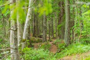 skön tall skog scen i sommar. väg i de parkera, idyllisk höst scen abstrakt natur, årstider, miljö, ekoturism. konstnärlig grön löv mysterium skog, fantasi natur foto