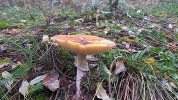 skön flyga agaric svamp i ett höst skog bland löv, nålar och kvistar. foto