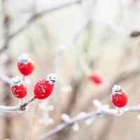 vinter bakgrund, röda bär på de frysta grenarna täckt wi