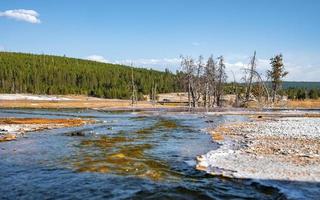 varm källa och död- träd mitt i geotermisk landskap på känd yellowstone parkera foto