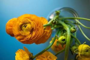 ranunkel gul blommor foto
