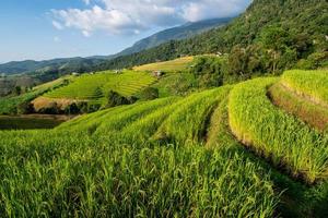 landskap av ris terrass på förbjuda pa bong piang i chiang mai thailand foto