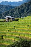 landskap av ris terrass på förbjuda pa bong piang i chiang mai thailand foto