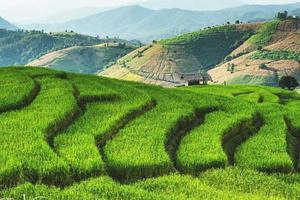 landskap av ris terrass på förbjuda pa bong piang i chiang mai thailand foto