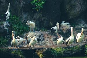 detta är Foto av pelikan fågel. detta fågel är ett av de fågel arter i de sjö i ragunan Zoo.