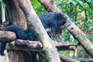 detta är Foto av en binturong på ragunan Zoo.