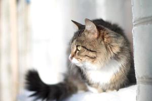 vacker fluffig katt på en fönsterbräda på vintern