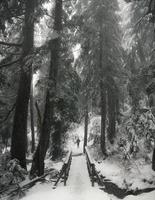 snötäckt stig mellan träd i Kanada foto
