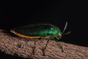 buprestidae insekt på naturlig bakgrund