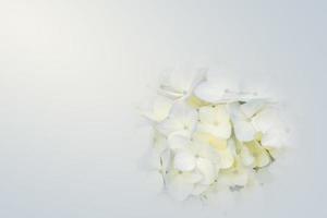 vita blommor, makro foto