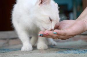 vit katt lägre huvud till lukt och äta katt mat foto