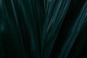 gröna blad, mörk bakgrund foto