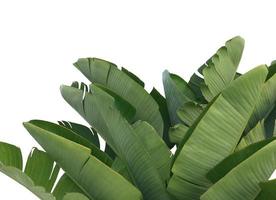 gröna bananblad foto
