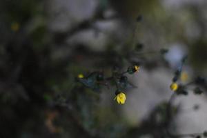 närbild av en gul blomma foto