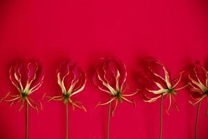 fem gloriosa blommor foto