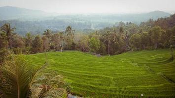 risfält i Bali foto