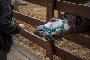 djur i ett voljär i en små stad Zoo. djur är matad från de händer av besökare, och barn kan sällskapsdjur dem foto