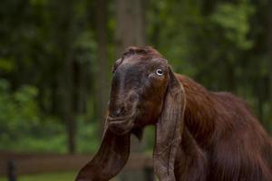 djur i ett voljär i en små stad Zoo. djur är matad från de händer av besökare, och barn kan sällskapsdjur dem foto