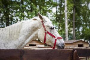 djur i ett voljär i en små stad Zoo. djur är matad från de händer av besökare, och barn kan sällskapsdjur dem foto