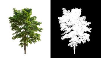 träd isolerat på vit bakgrund med klippning väg och alfa kanal foto