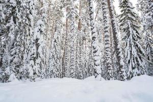 underbar snötäckt skog, på en frostig vinter- kväll, på solnedgång. skön träd i de snö. vinter- landskap. foto