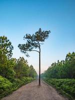 natur spår i de morgon- på phu kradueng berg nationell parkera i loei stad thailand.phu kradueng berg nationell parkera de känd resa destination foto